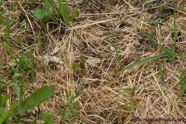 ostravice 040 - zničené bažantí hnízdo při sečení trávy