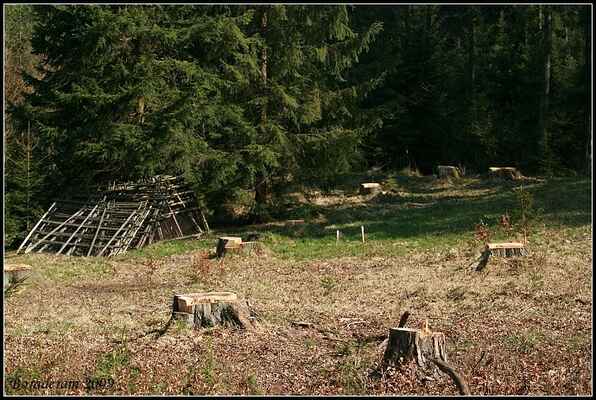 Již sklizená paseka - Křivolátské lesy, duben 2009
