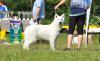 Flash of Trebons Berger Blanc - Male Puppy Class