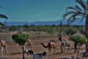 krásná Marakéšská panoramata